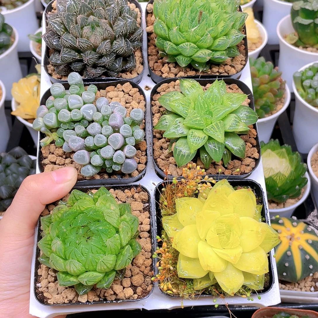 玉露六件套多肉，原盆