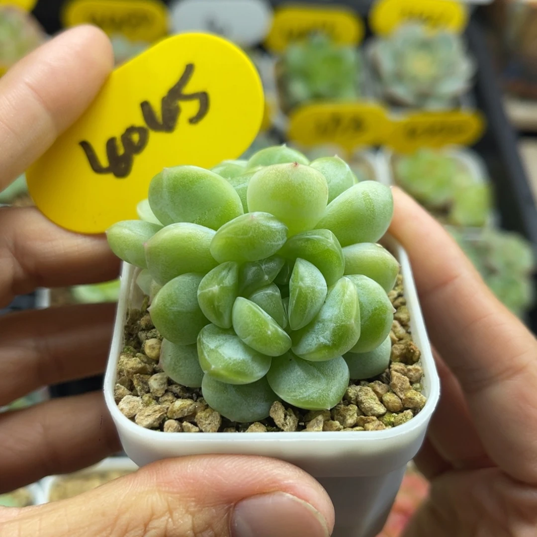 财富密码双头4045