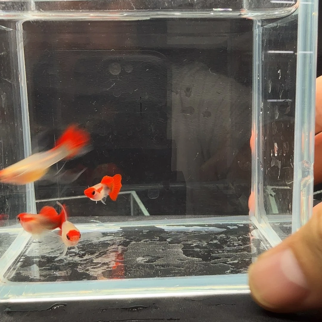 孔雀鱼红头玻璃猫大C两对