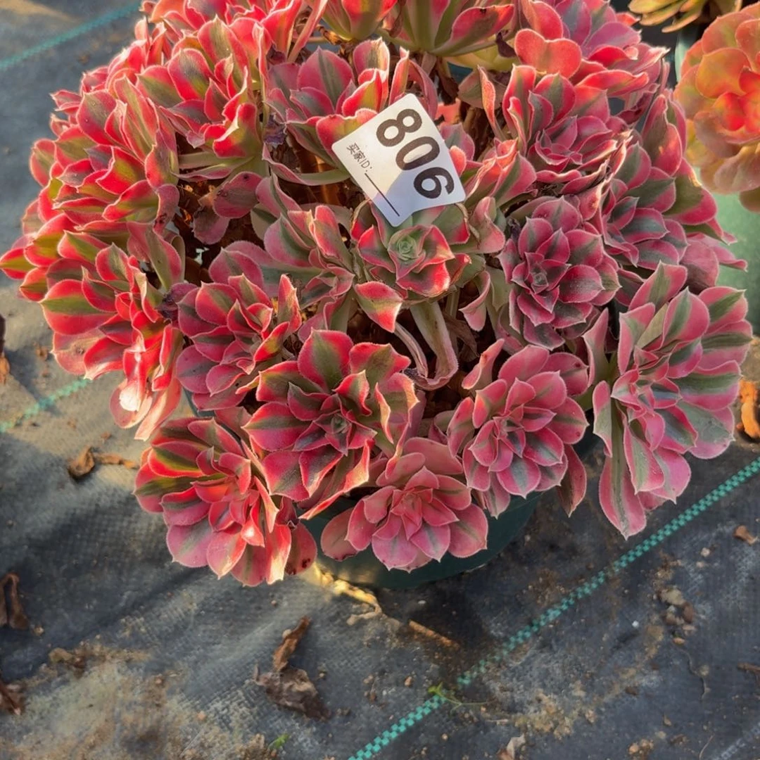 806女巫多肉植物福利