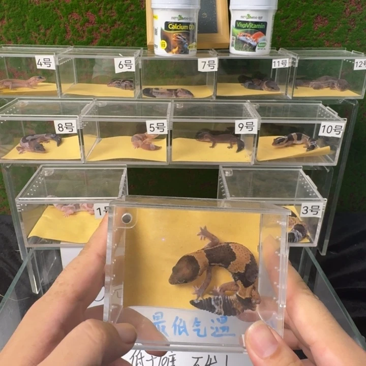 肥尾守宫原色h祖鲁0元起 ！