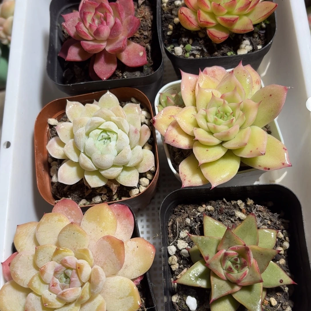 框拍一物一拍编号393