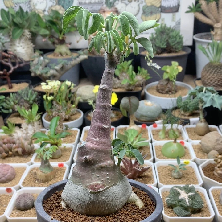 实生幻蝶蔓带盆5.9cm