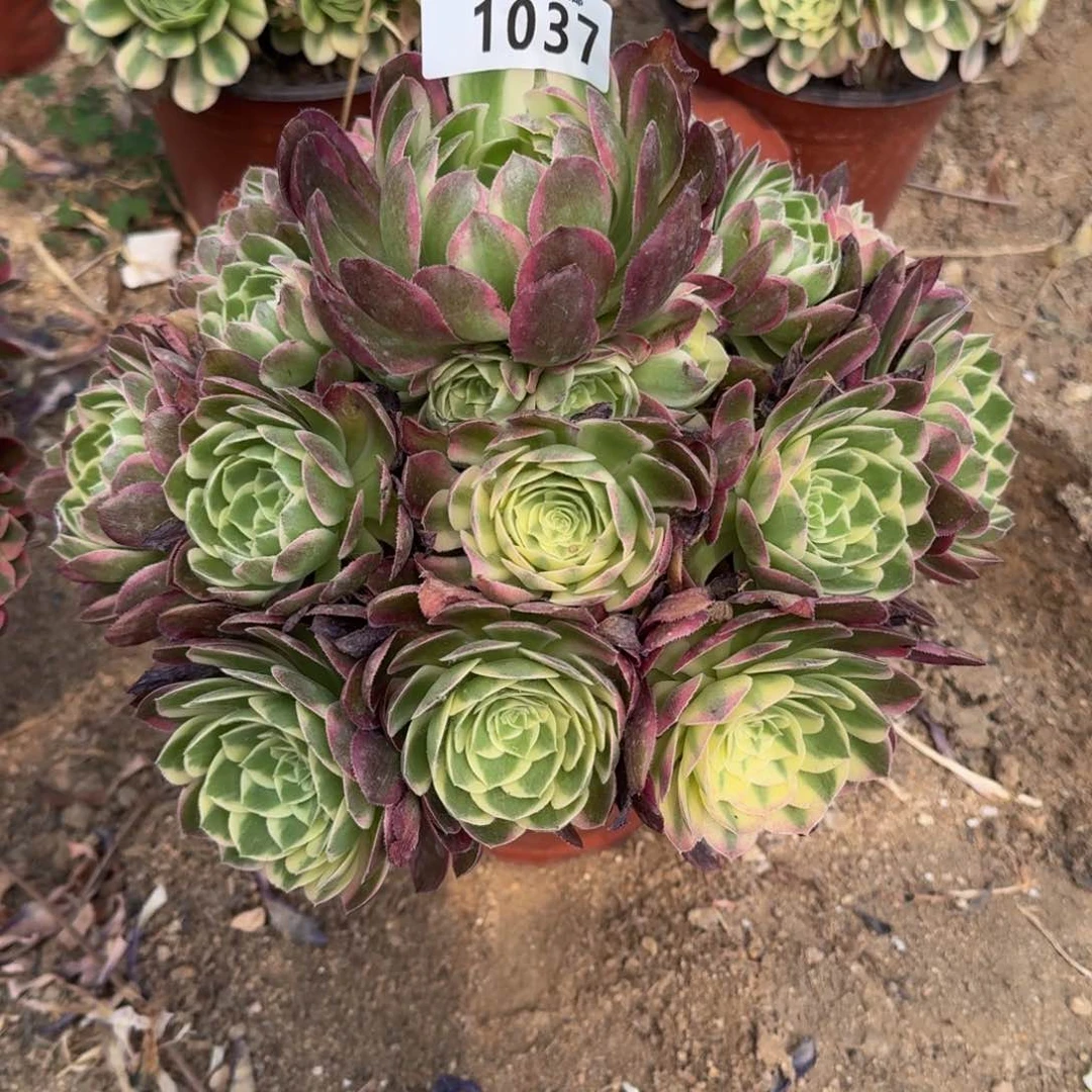 1037海王。多肉植物。