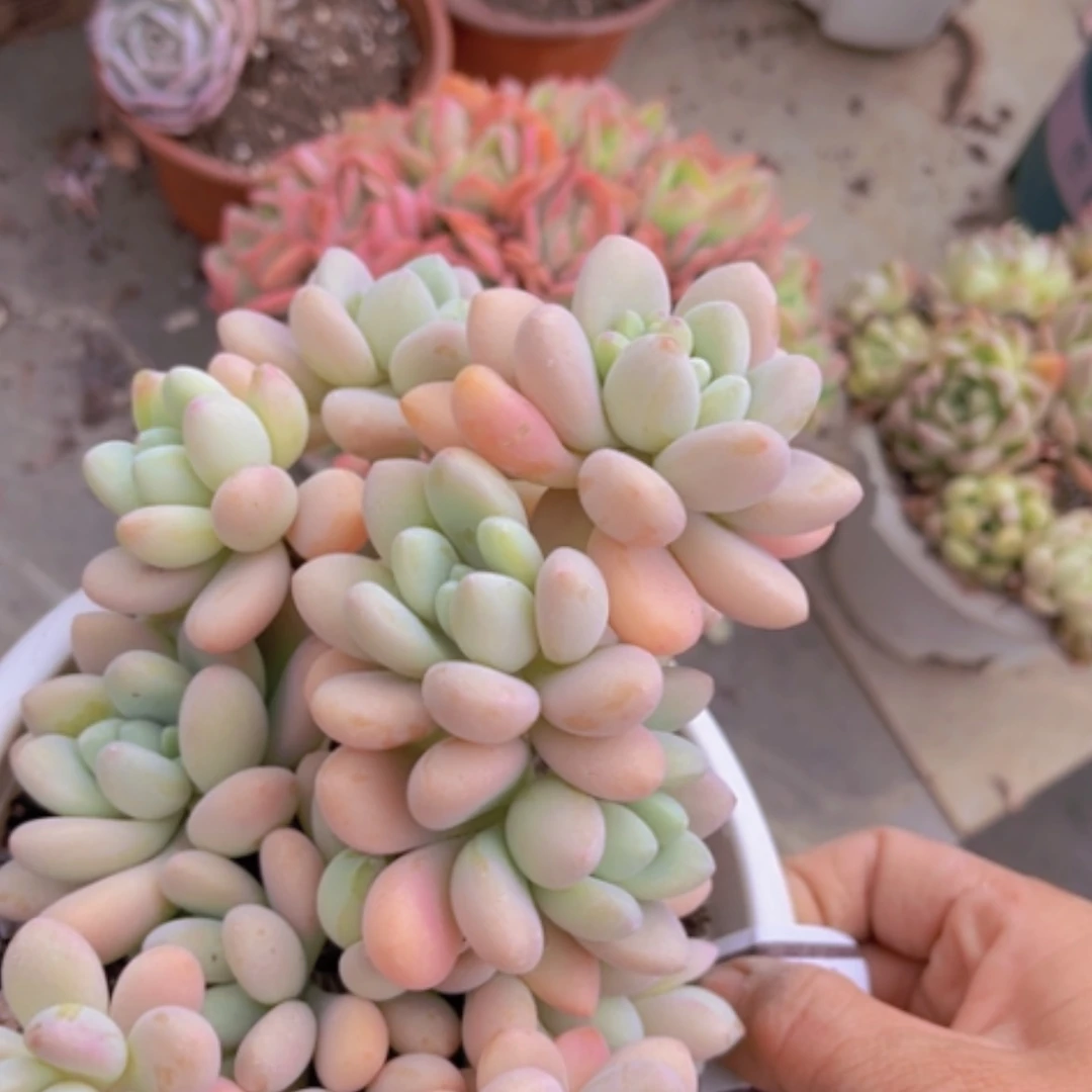 【闪购商品】香水洛神1495