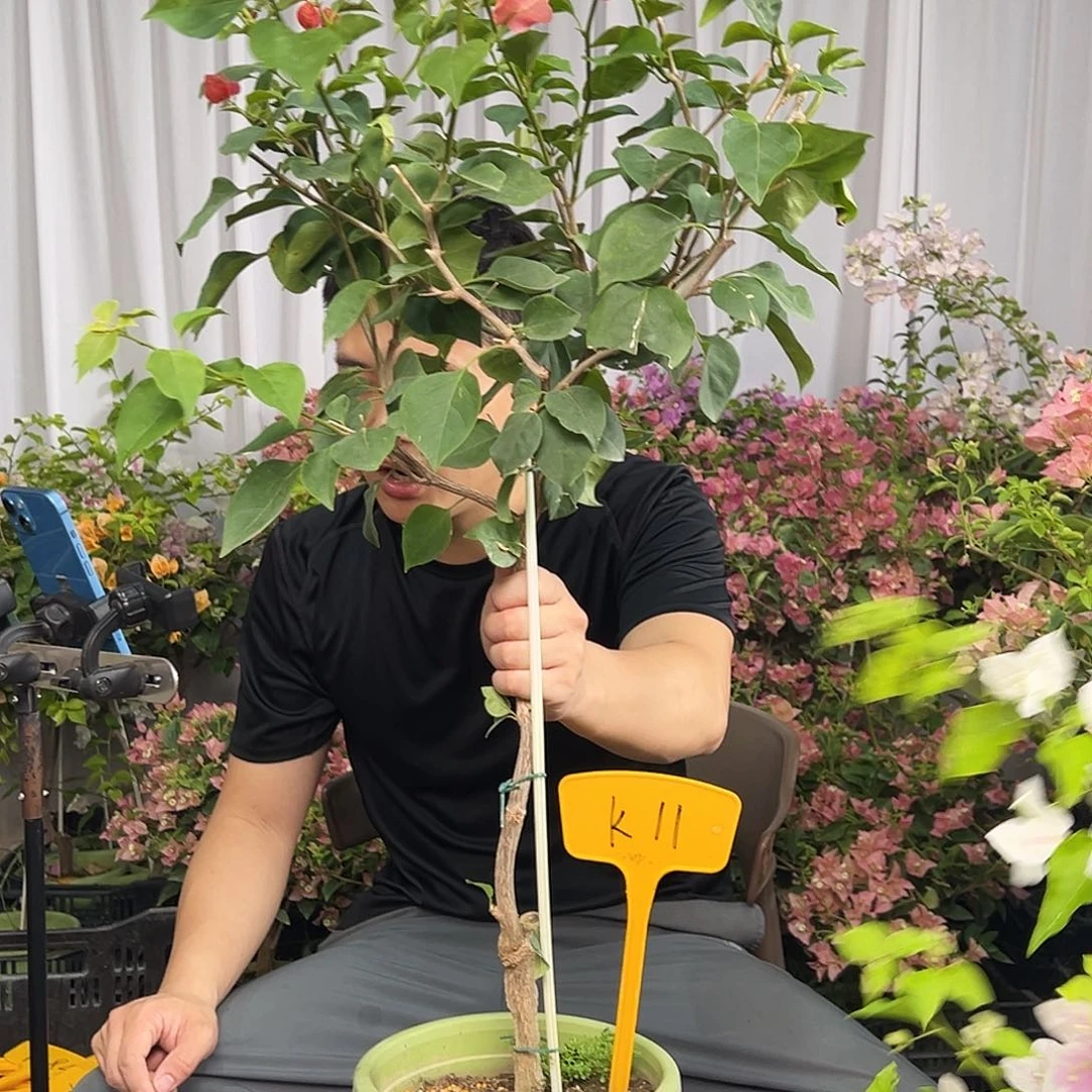 Y***N当前无花栽培后可以开花K11不甜