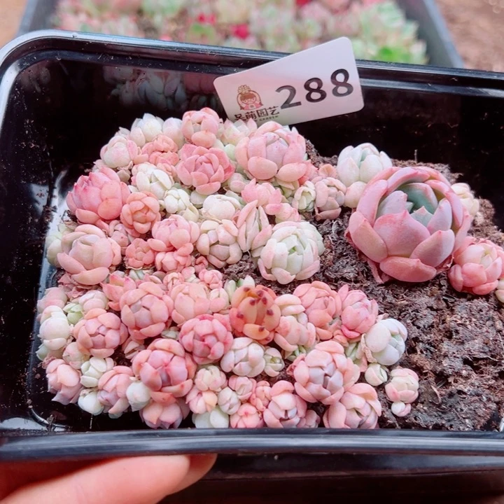 多肉植物多肉植物