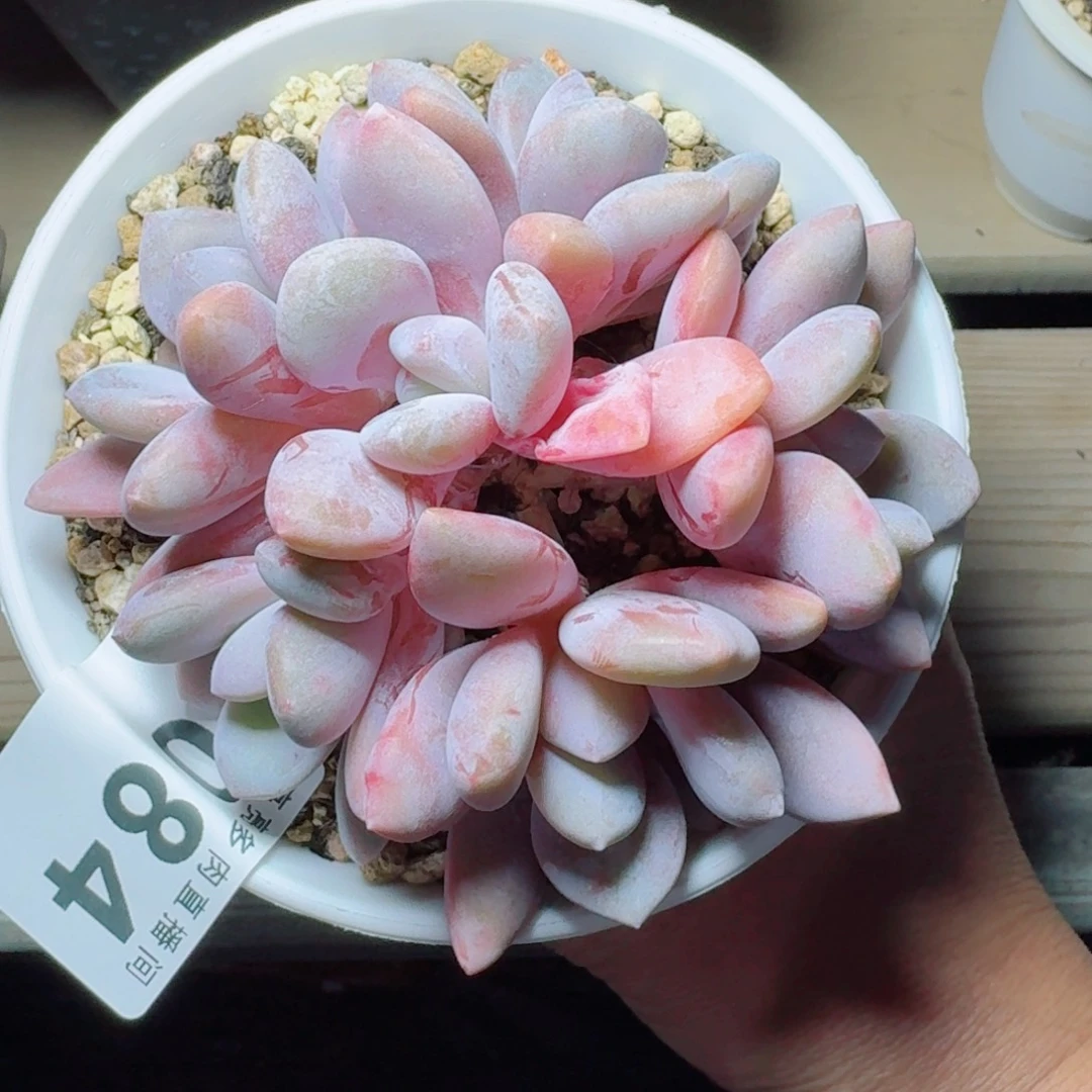 粉兔群生整装无砍