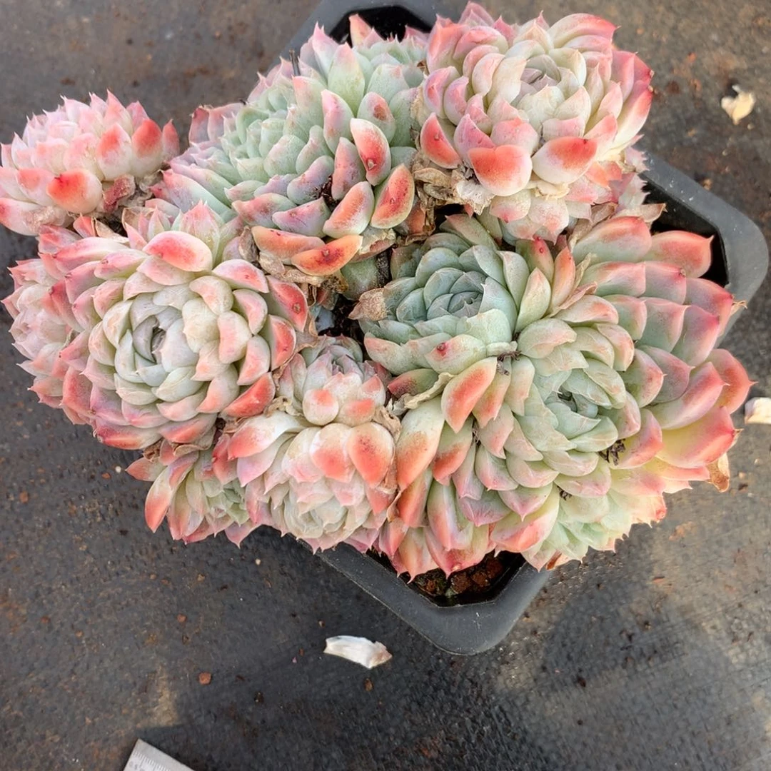 2068杂交精品基地17厘米