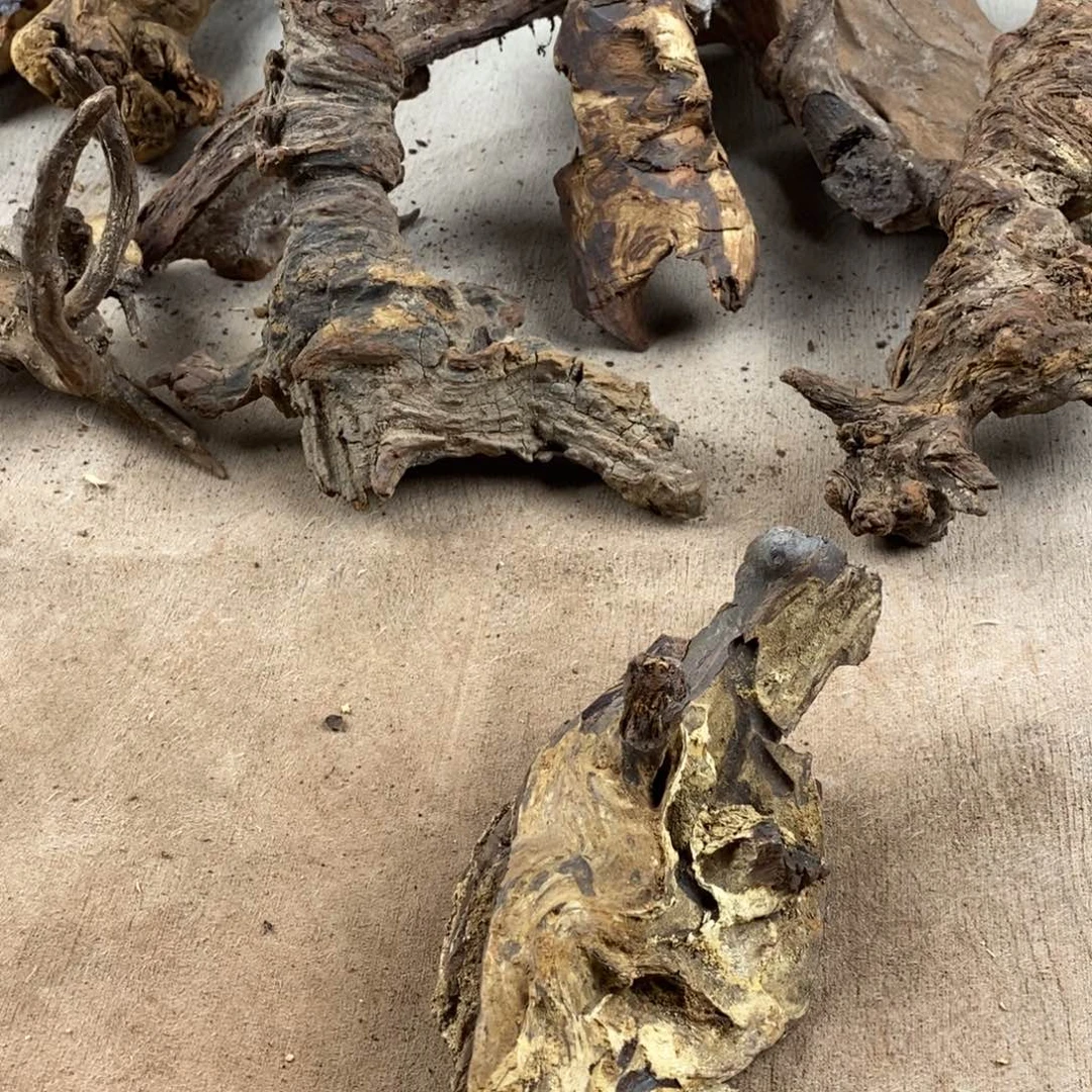 黄***岸黄花梨/降香黄檀降香黄檀黄花梨