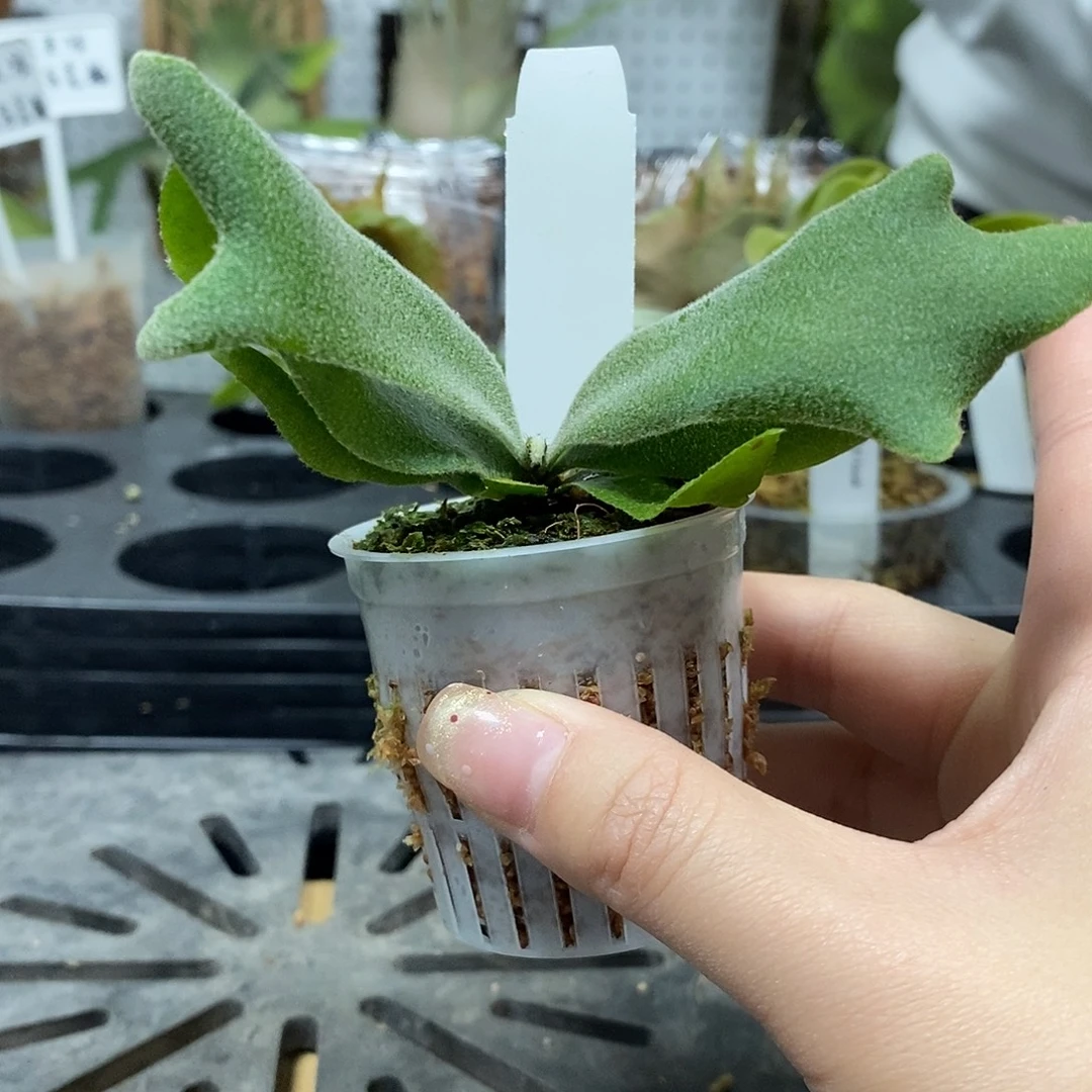 无花朵柠檬鹿角蕨