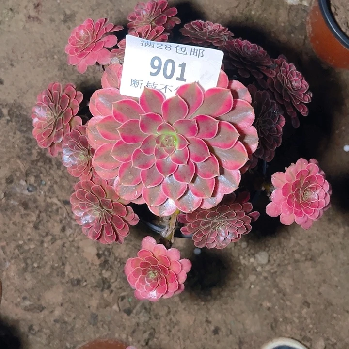 901黑同白多肉植物