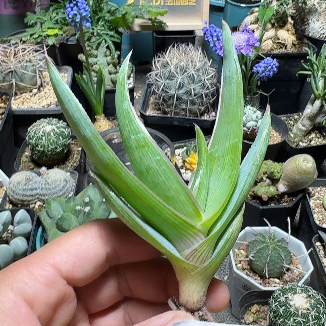 423银芳锦芦荟脱土发货