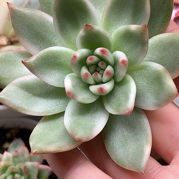 摩根锦一物一拍，