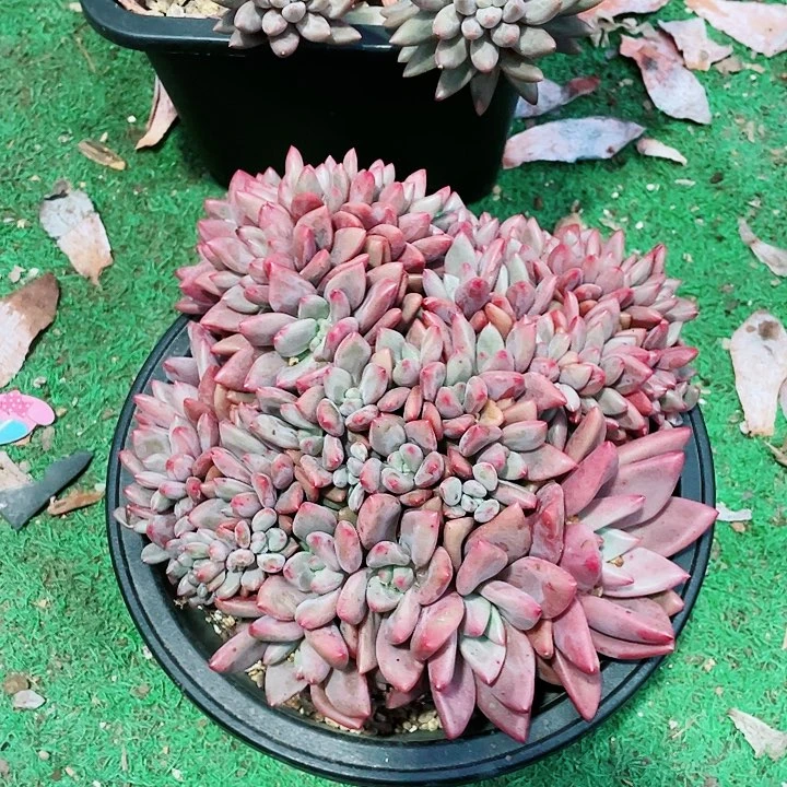 桃花源138一盆30个头