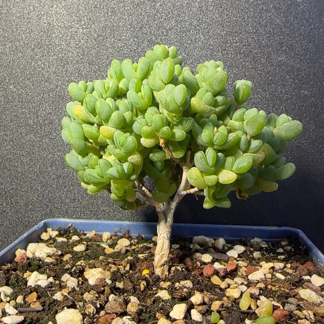 dy0651元宝老桩直杆长腿冠服7cm