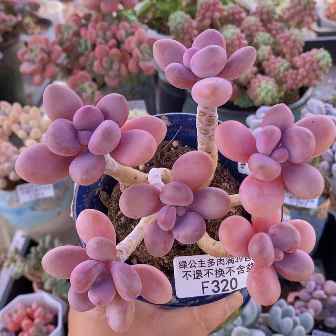 糖果桃蛋老桩10cm320多肉植物