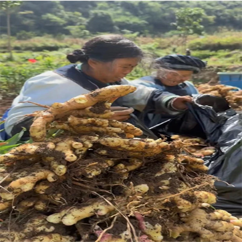 农家本地老小黄姜