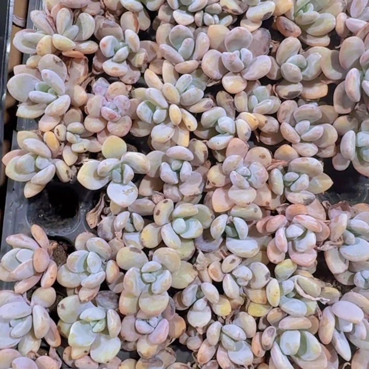 精品粉兔两米两个