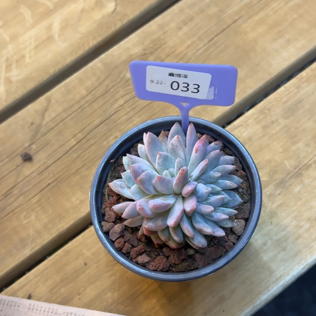 一***鱼定向9.22-033