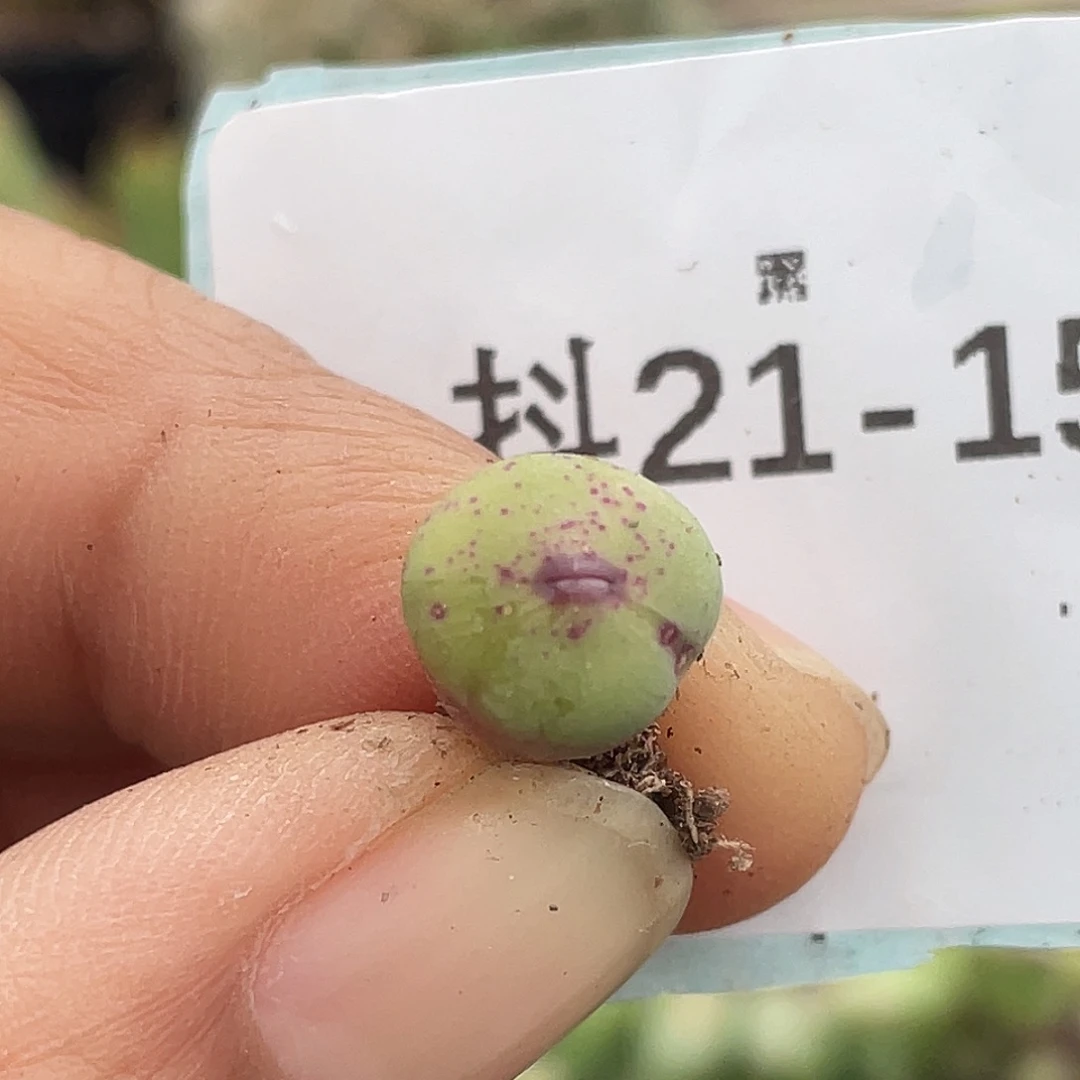 水***冻21-15肉锥多肉植物
