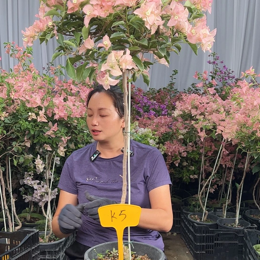 丝***z当前无花栽培后可以开花K5卡亚塔
