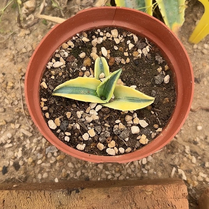 瓷***花美国龙大黄蜂苗孙悟空