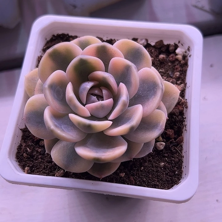 汉堡锦多肉植物单头