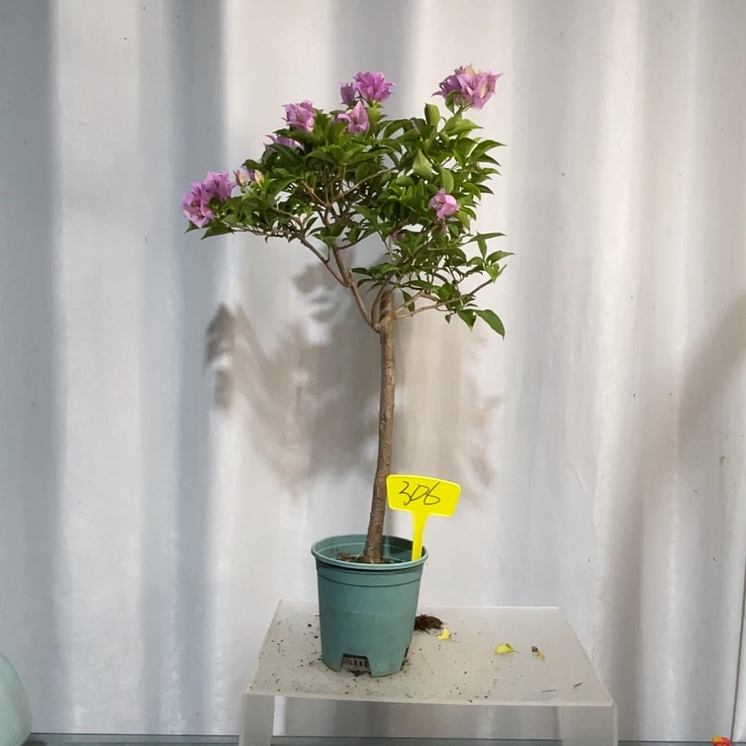 当前无花栽培后可以开花306巴西紫扦插