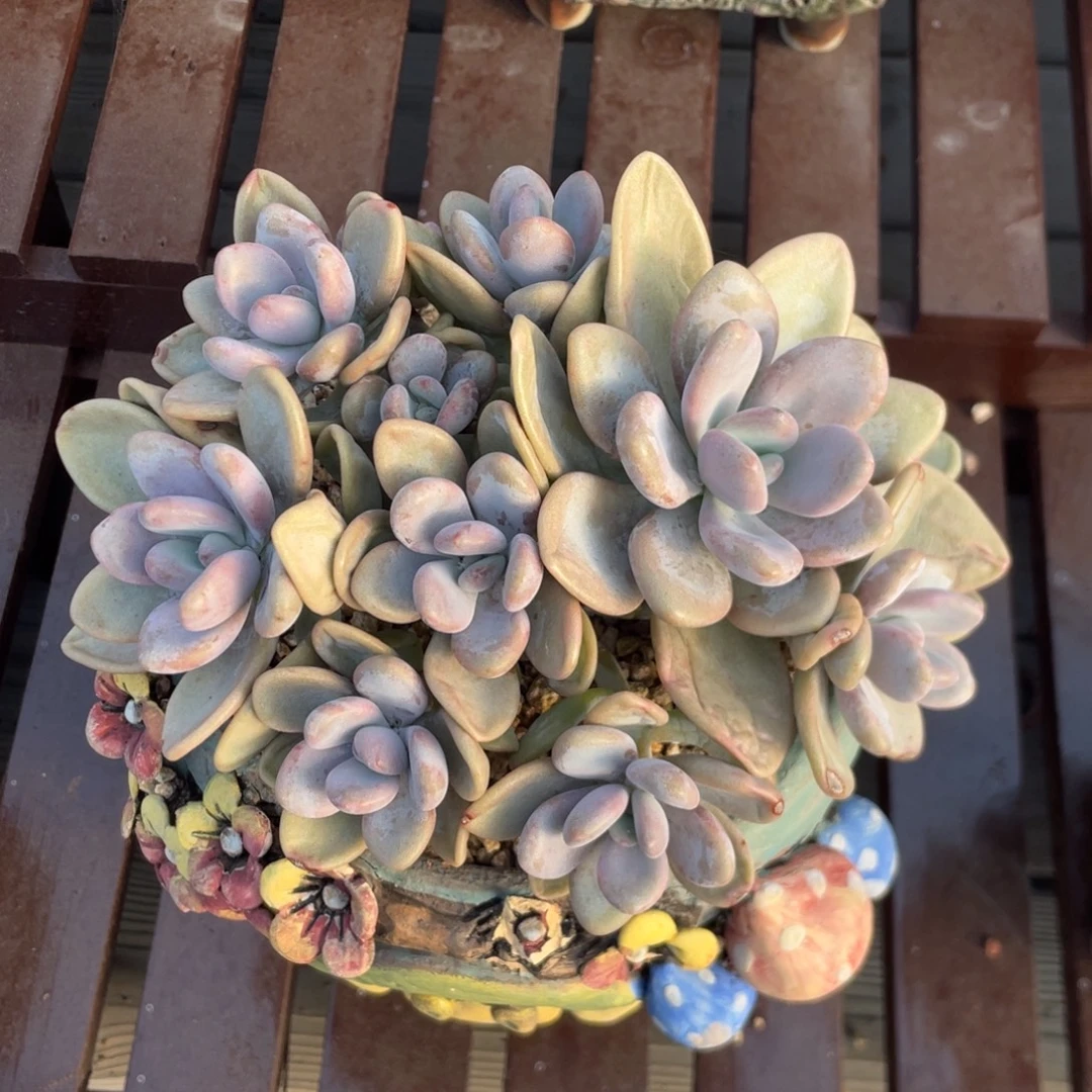 粉兔群生十头无砍无摘