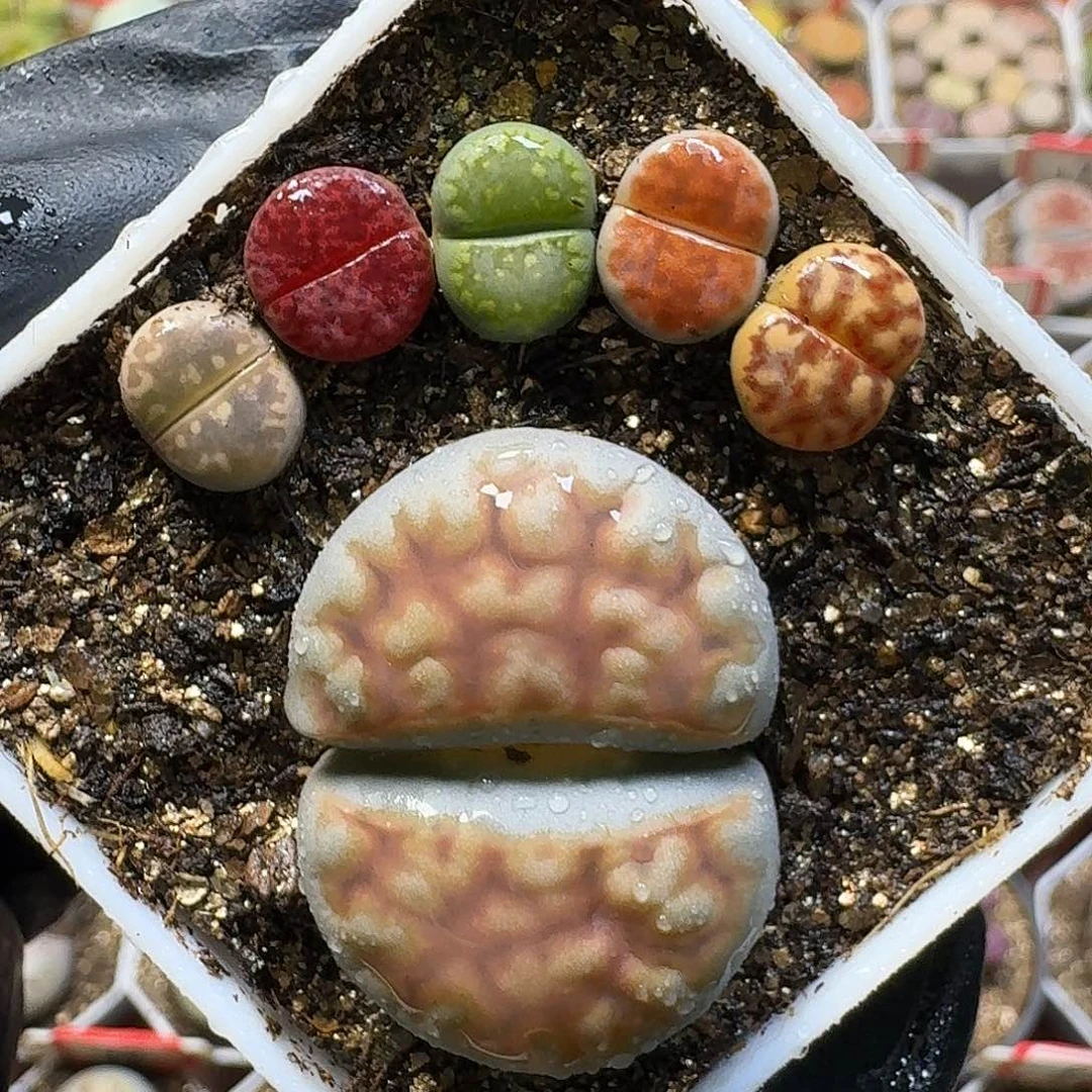 生石花1111111。   261