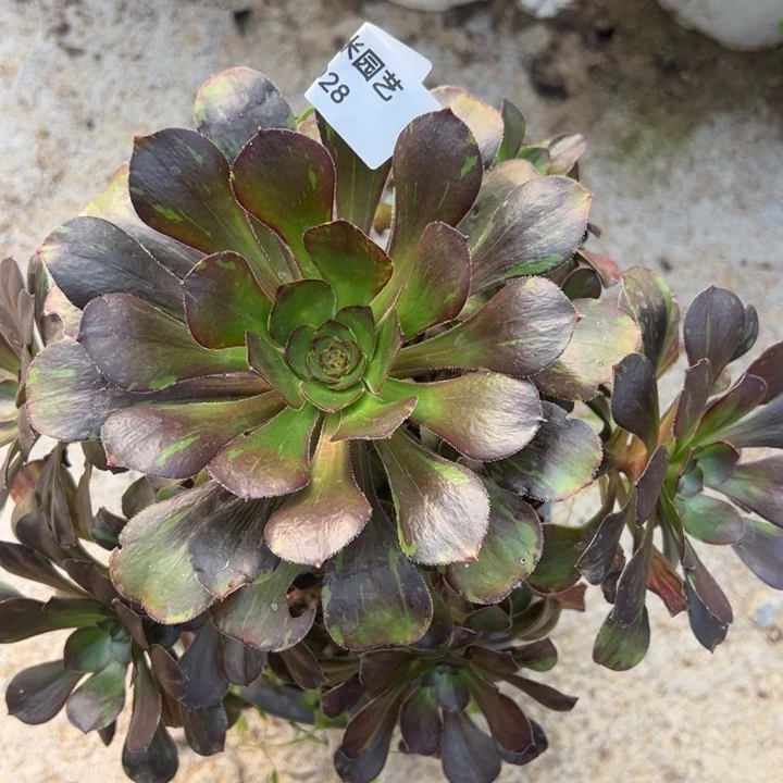 花无缺手捧多肉植物028