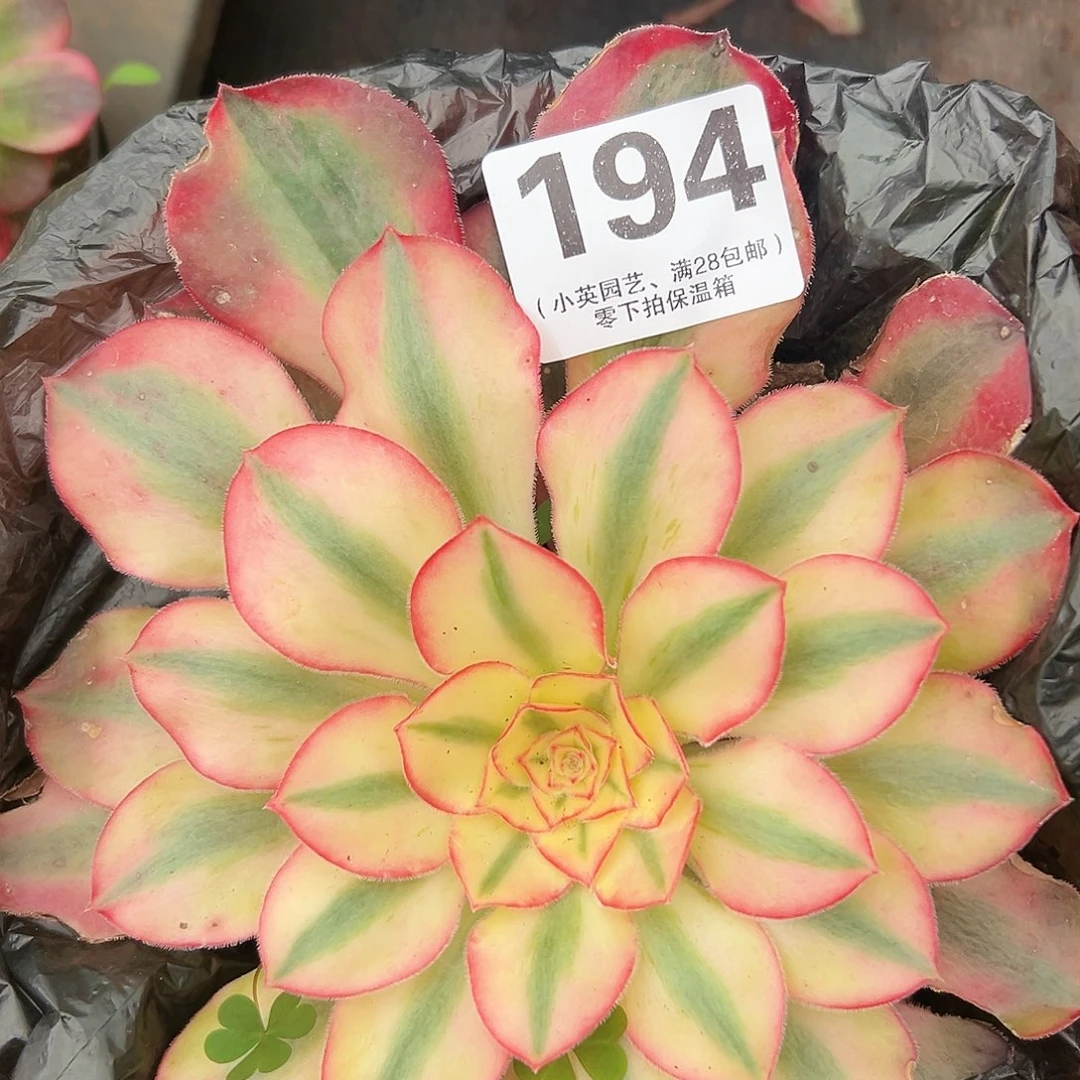 爱丽丝194多肉植物