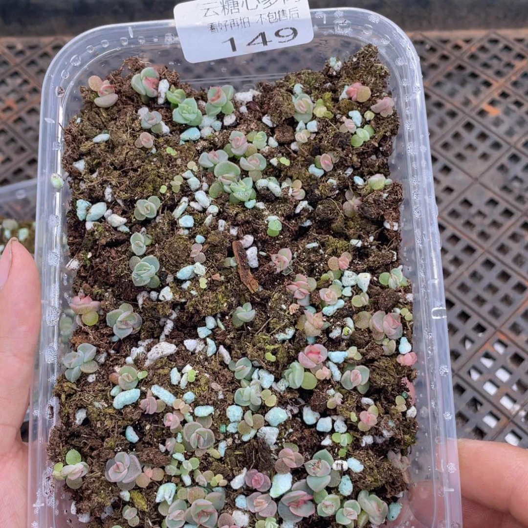 云糖心多肉植物149