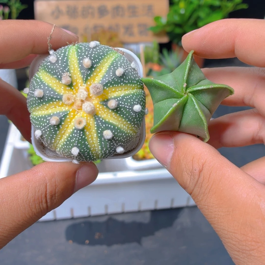 星兜锦 鸾凤玉9.9包邮发货