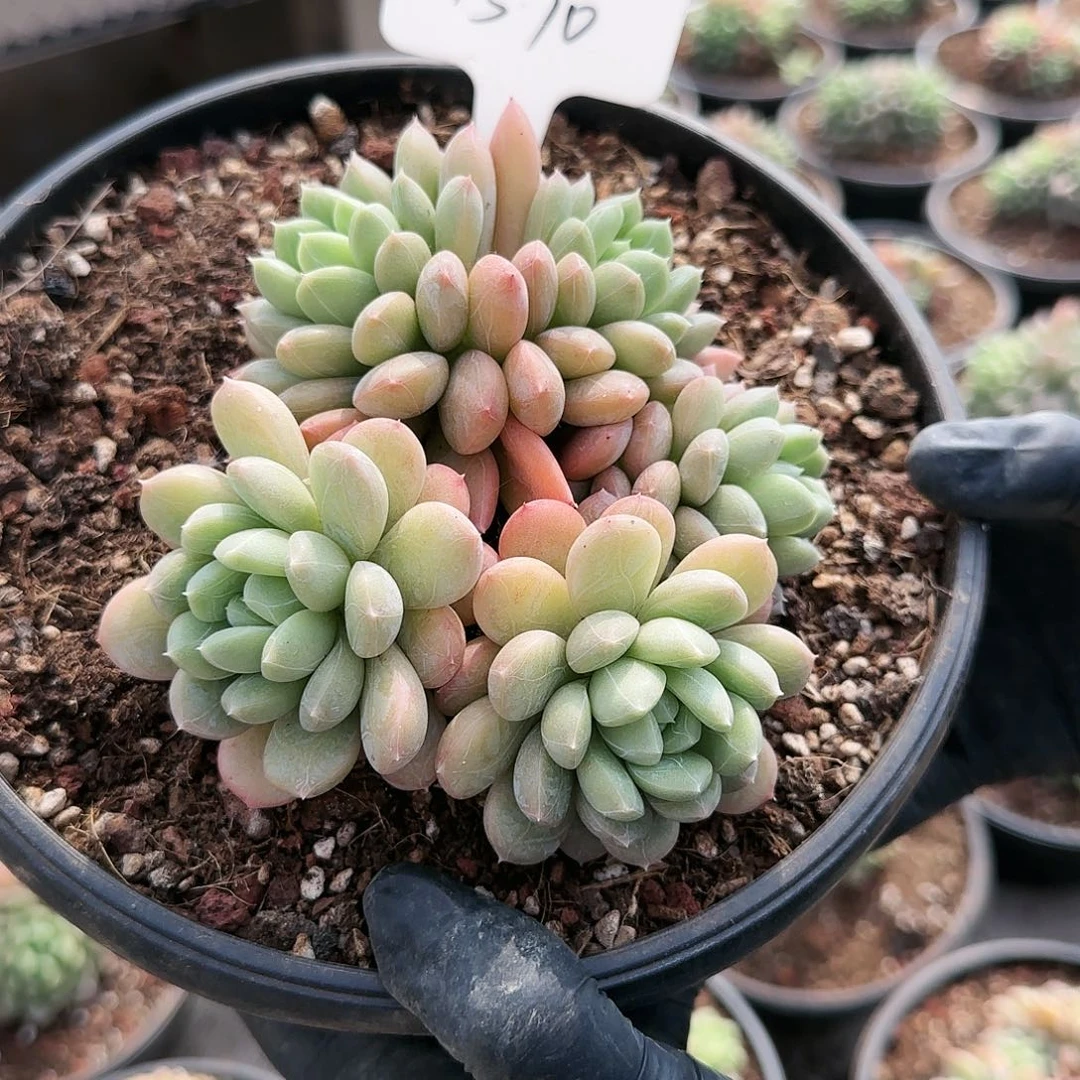 1570号     58.8    肉