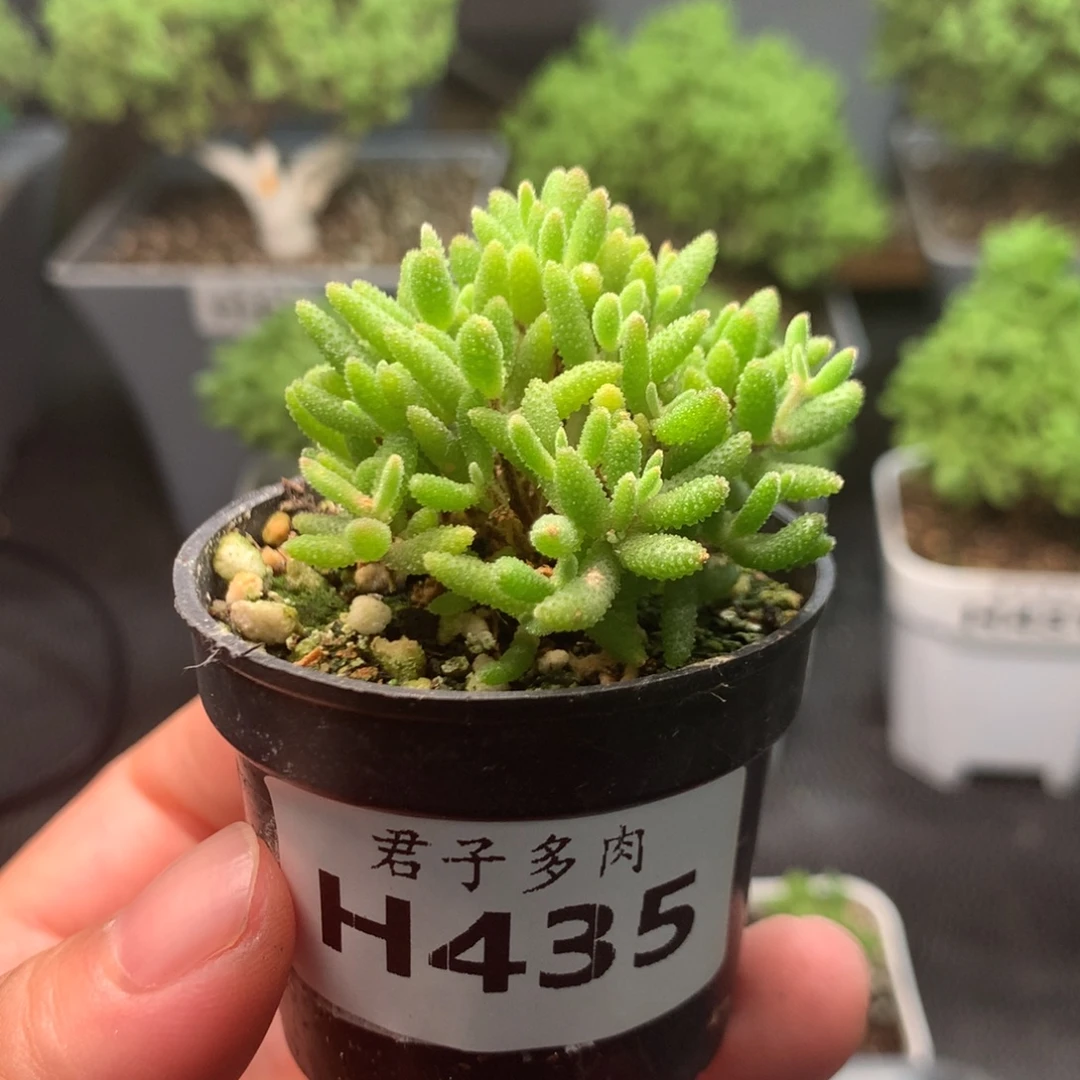 435红麒麟。