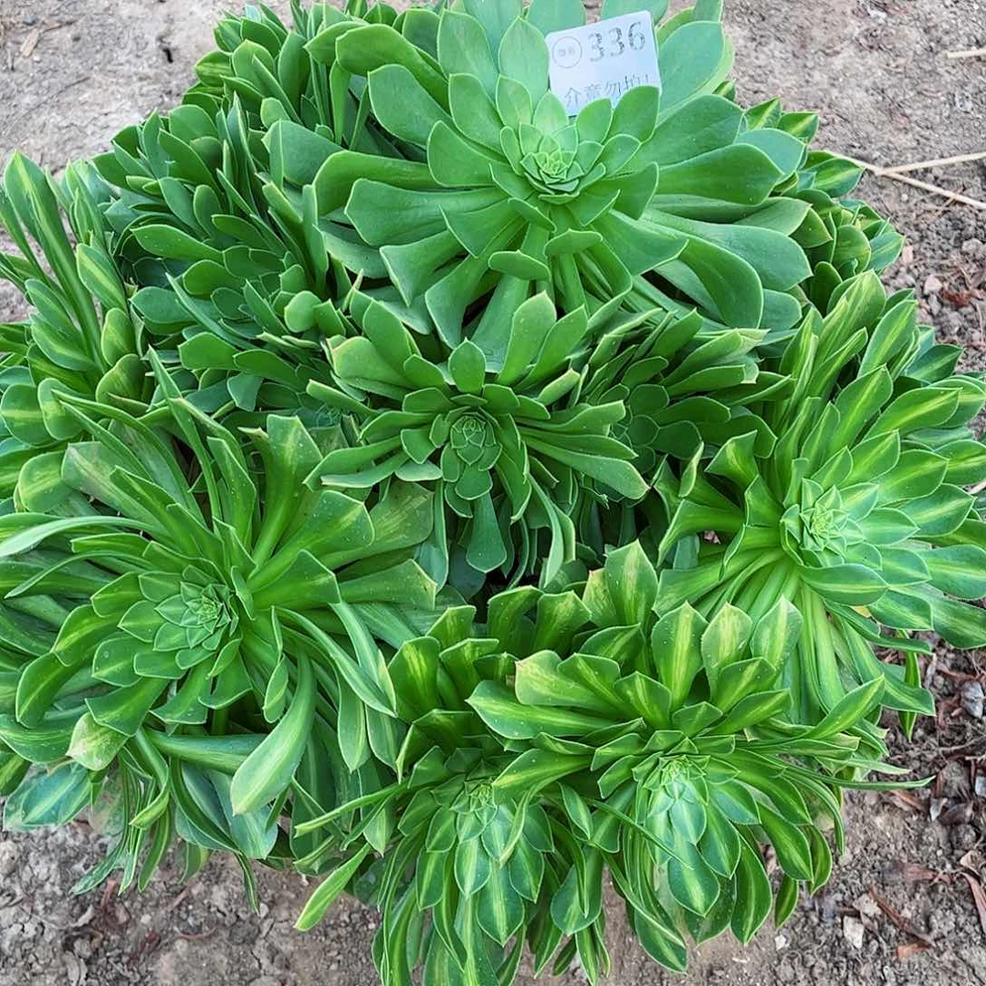 无花朵多肉植物336