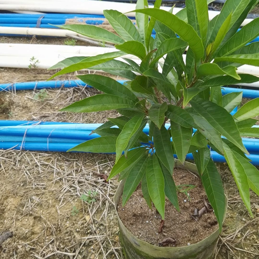 老***家当前无花栽培后可以开花