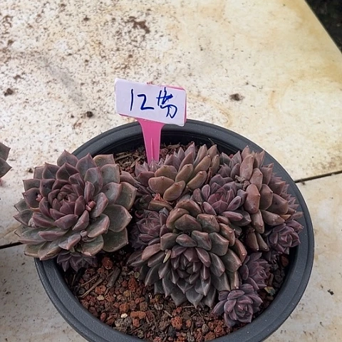 12丹妮尔带盆一个多肉