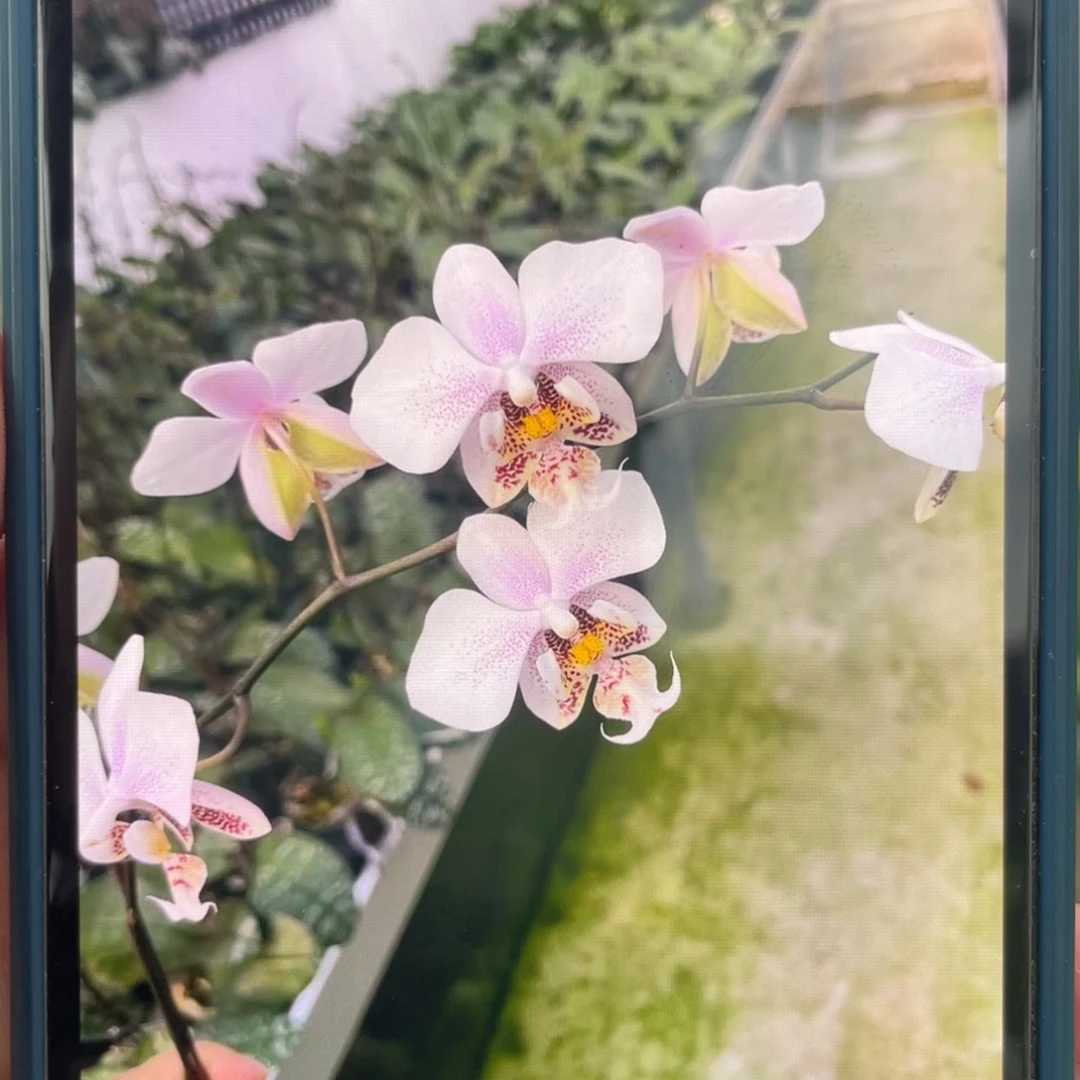 完全开放嫩粉西交白史，2.5杯抽梗苗