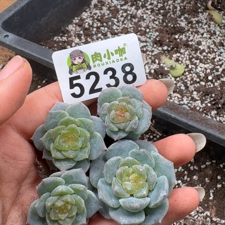 初****多肉植物多肉植物