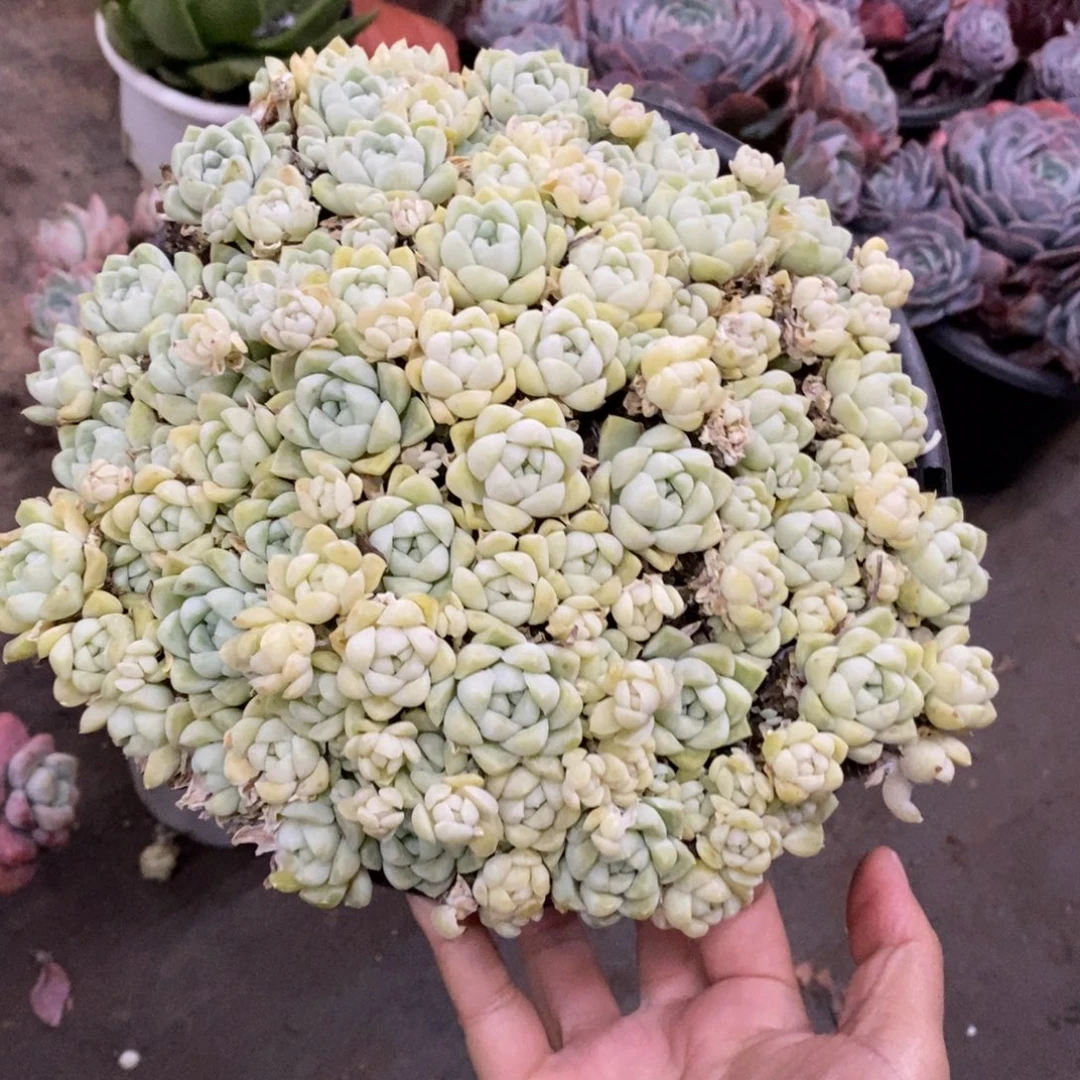 厚叶月影大盆整桩带盆土