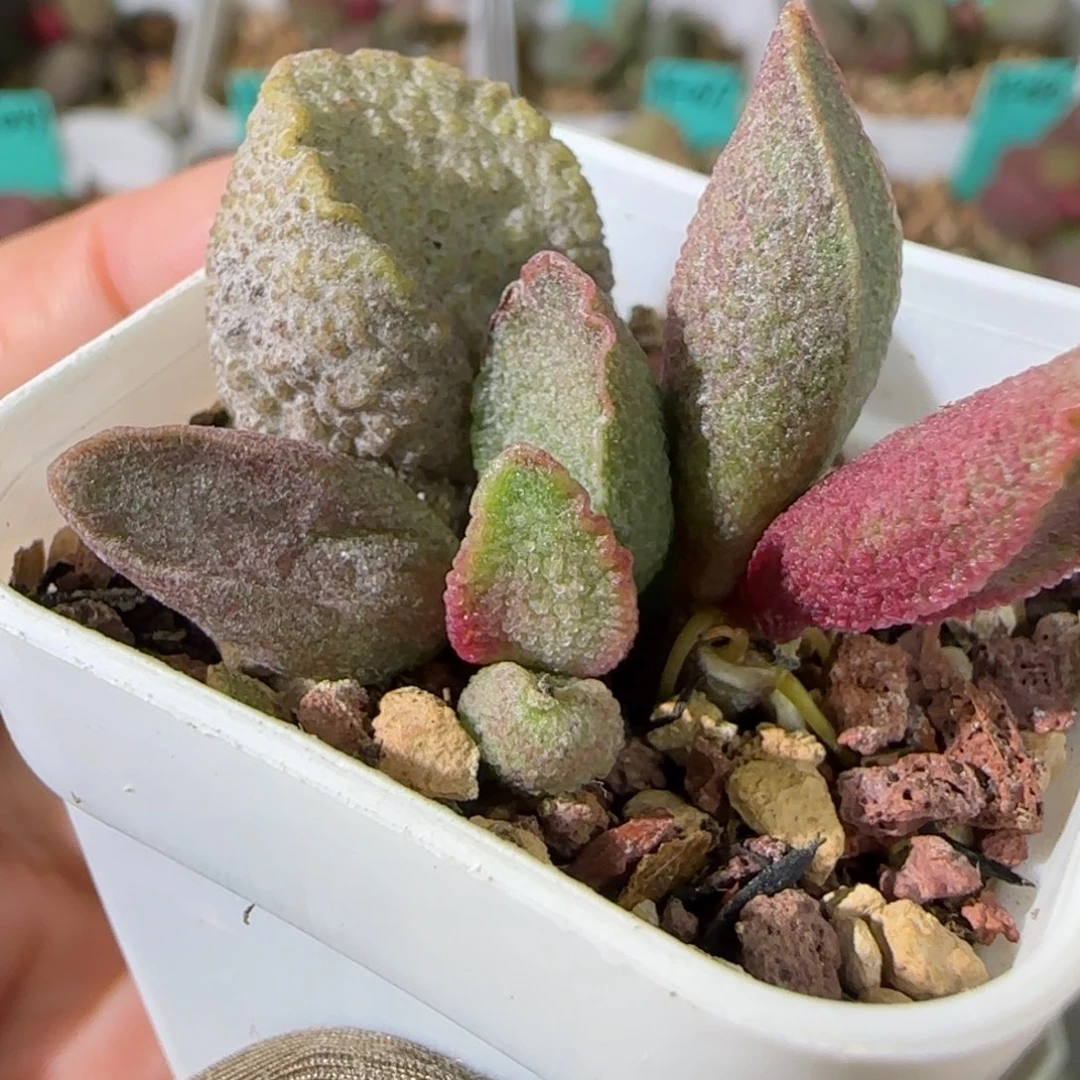 实生叶插，四方盆发