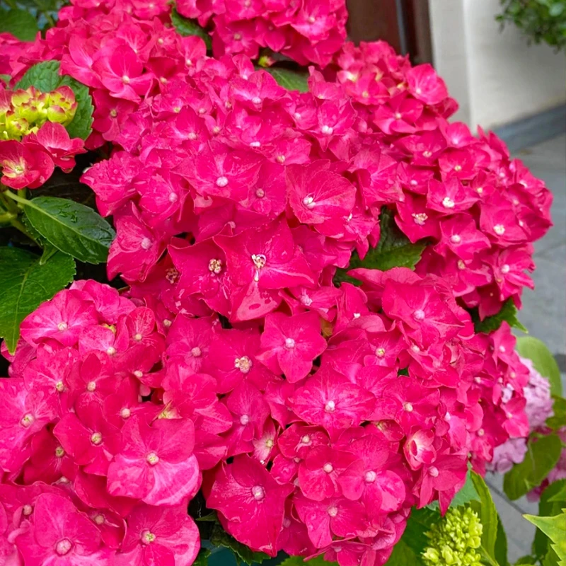 【红美人】2.5加仑露天老桩大苗 大花带花苞阳台庭院四季开花好养