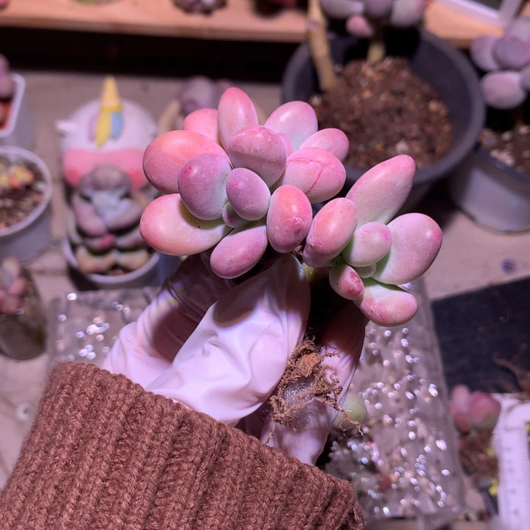 喜欢奶酪多肉喜欢奶酪