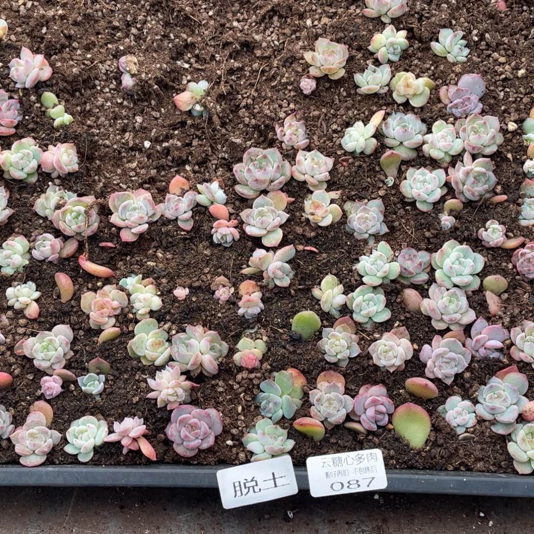 云糖心多肉植物87