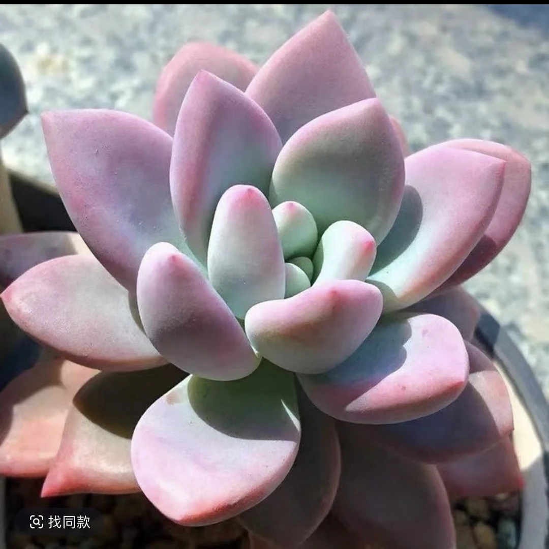 奥普琳娜多肉新手好养