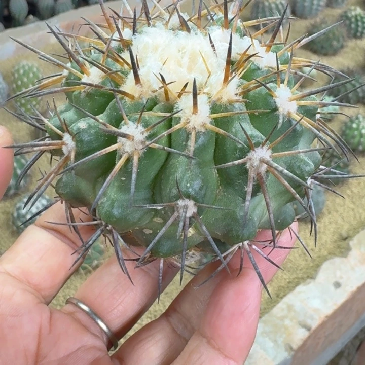 仙人球，黑王，有根，微瑕疵