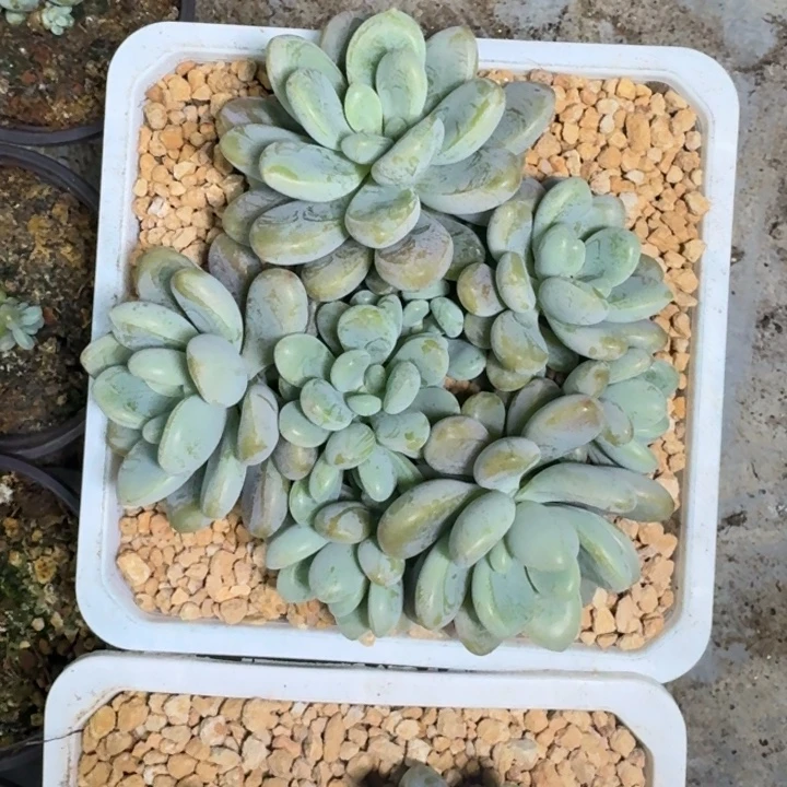 海妮亚 群生  一物一拍